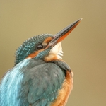 Kingfisher SD2545