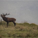 84 Hebridean Red Deer in the rain 