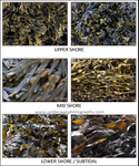 IDA002: Brown Algae