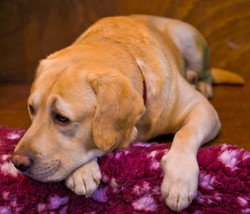 Crufts 2015 portfolio