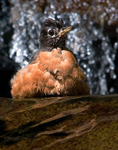Robin Bathing