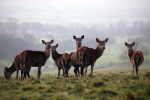 Red Deer _ AGTO137