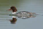 Goosander swimming, Farmoor Reservoir, Oxfordshire