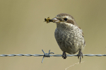 Red-backed Shrike (juv)