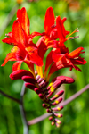 Montbretia - DSC_7629
