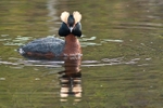Horned Grebe 93-4320