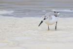 Sanderling portfolio