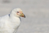 Snowy Sheathbill portrait, Sea Lion Island, Falklands
