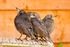 20080526-WE 107 Starling