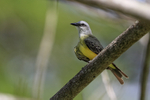 Tropical Kingbird perc...