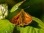 Large Skipper