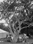 Dane_AF0I0077bw