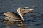 Brown Pelican
