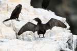 Neotropic Cormorant drying wings, Chile