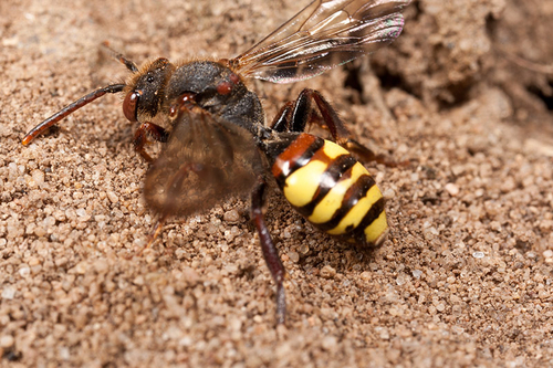[i]Nomada leucophthalma[/i] at an [i]Andrena clarkella[/i] colony. Warwickshire, 2012.