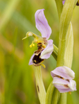 BEE ORCHIDS portfolio