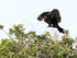 Double-crested Cormorant landing approach, Venice Rookery, Florida