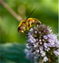Solitary Bee