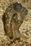 Aplysia punctata