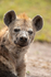 Spotted Hyena