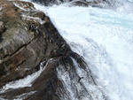 Rockhopper Penguins jumping into rough sea, West Point Island