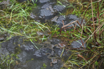 Common Frog (Rana temporaria), Bristol.