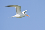 Royal Tern