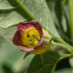 Deadly Nightshde (Atropa belladonna). 