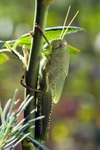Egyptian Grasshopper