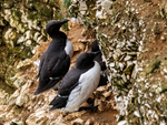 Common Guillemots