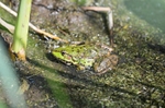 Marsh Frog