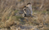 Short eared owl