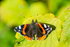 Red Admiral Butterfly - DSC_5864