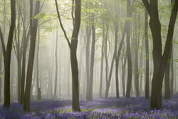 Bluebell mist breakthrough III
