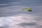 Leaf on Water 1 12 x 18