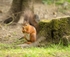 Red Squirrel 5 (disambiguation).