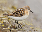 Little Stint at Farmoor Reservoir