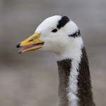 Bar-headed Goose close-up near Thalkirchen