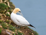 Gannet