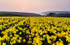 Daffodils