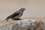 Red-backed Sierra-Finch, El Tatio Geyser Field, Chile