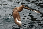 Great Skua