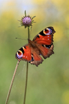 Peacock showing upper wings, Otmoor RSPB Nature Reserve, Oxfordshire