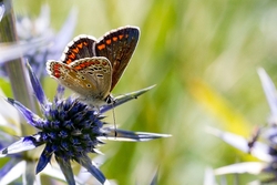 Brown Argus