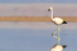 Andean Flamingo wading, Laguna Chaxas, Chile