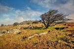 Windswept Tree Bodmin Moor