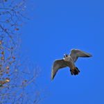 Peregrine Falcon - 2
