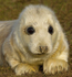 GREY SEAL PUP 5-7 HOURS OLD