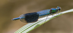 Banded Demoiselle