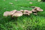 Armillaria mellea - (Honey fungus) - ACP04845-1